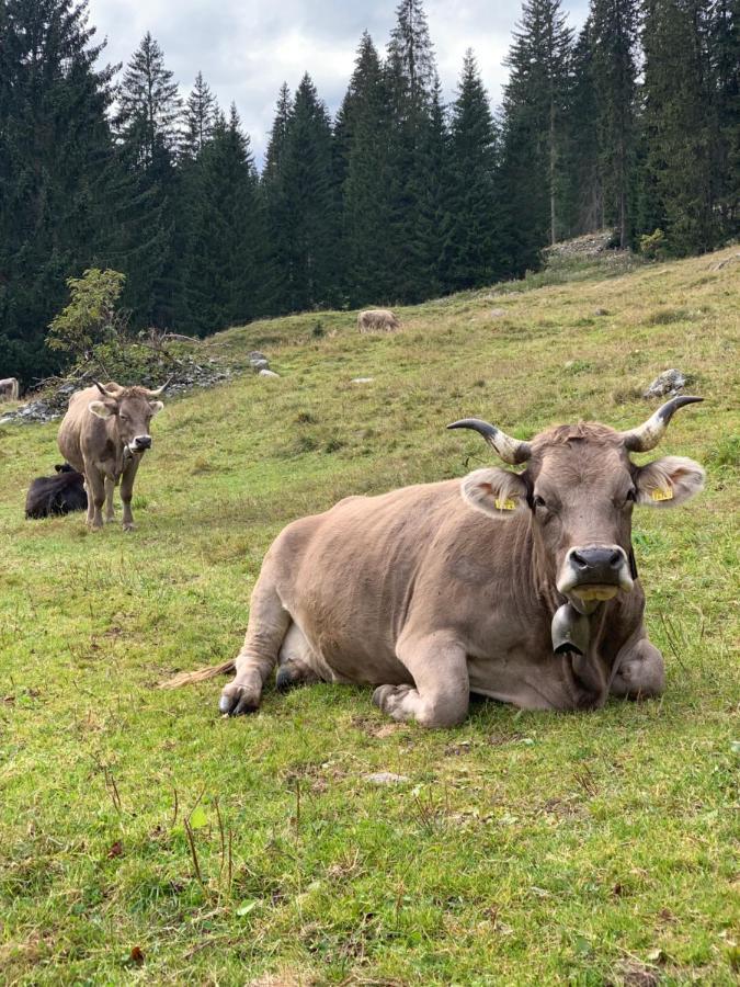 Fewo Gotschna Haus Bargis Klosters Buitenkant foto